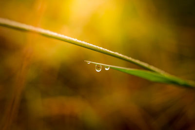 Close-up of wet plant