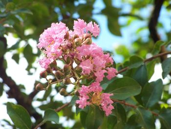 Low angle view of pink flowers blooming on tree