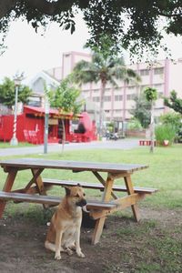 Dog on house against trees