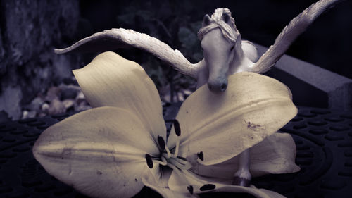 Close-up of wilted flower plant