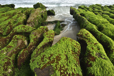 High angle view of moss on sea shore