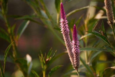 plant