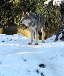 Cat standing on snow covered forest