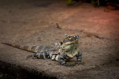 Close-up of lizard