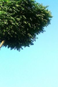 Low angle view of trees against clear blue sky