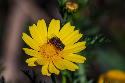 Close-up of yellow dandelion flowers