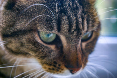 Close-up of a cat looking away