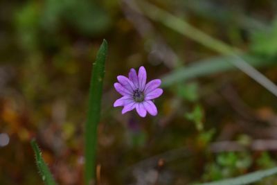 Close-up of purple flower