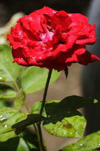 Close-up of wet red rose