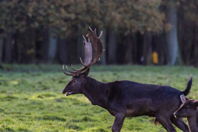 Deer on field