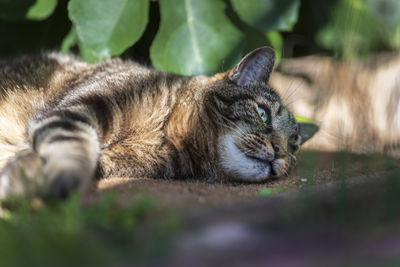 Close-up of a sleeping cat