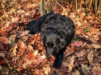 Sleepy black dog in the forest