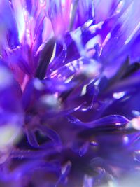 Macro shot of purple flower