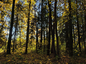 Low angle view of trees in forest during autumn