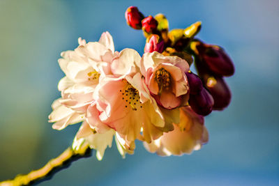 Close-up of pink cherry blossom