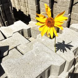Close-up of yellow flowers