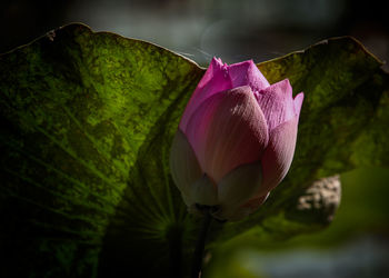 Close-up of pink lotus water lily