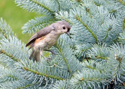 Low angle view of bird perching on branch