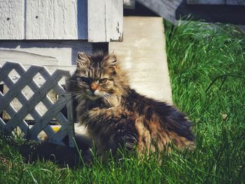 Portrait of cat sitting on grass