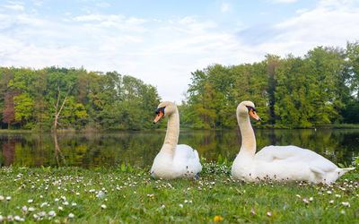View of swans on calm lake