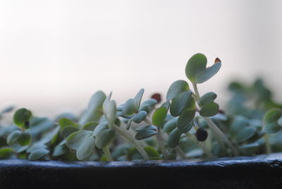 Close-up of succulent plant