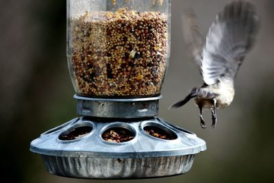 Bird flying off from feeder