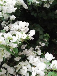 White flowering plants