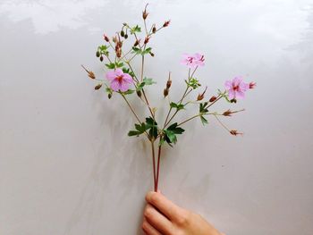 Close-up of hand holding flowers