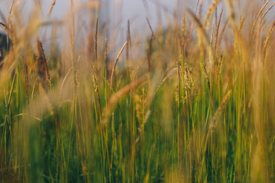 Weeds landscape. wheat farm agriculture