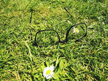 Plants growing on grassy field