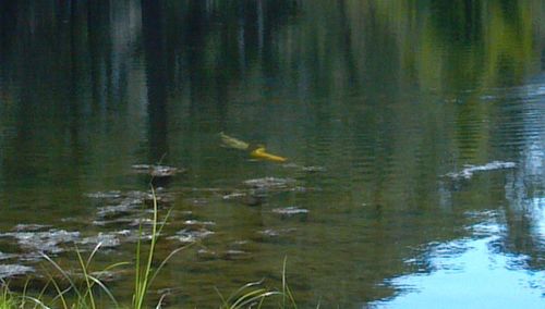 Birds flying over lake