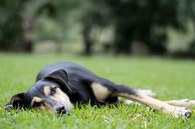 Dog lying on grass