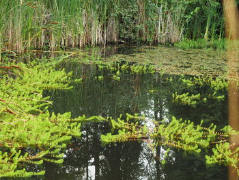 Scenic view of lake