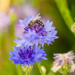 Close-up of bee pollinating on purple flower