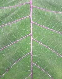 Full frame shot of green leaf