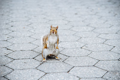 Portrait of squirrel on footpath