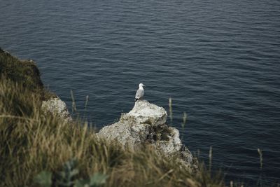 High angle view of bird in sea