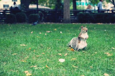 View on squirrel on grass at park