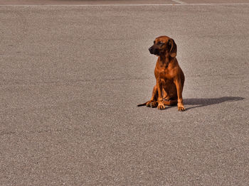 High angle view of dog sitting on floor