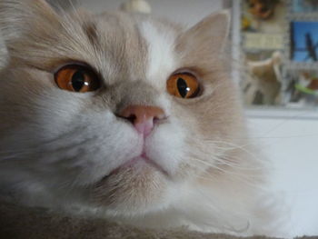 Close-up portrait of a cat