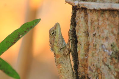 Close-up of lizard on tree trunk