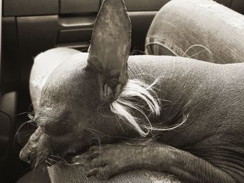 Close-up of dog sleeping