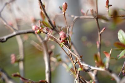 Close-up of flowering plant on branch