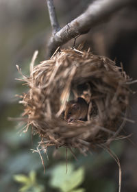 Close-up of bird in nest
