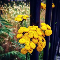 Close-up of yellow flower