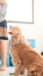 Woman standing by cocker spaniel at home