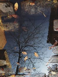 Reflection of trees in puddle