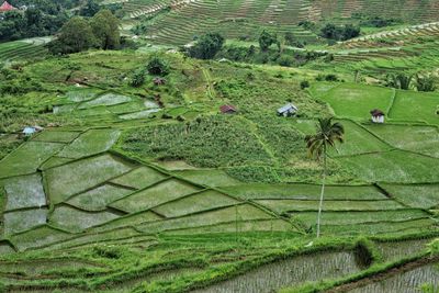 High angle view of rice field