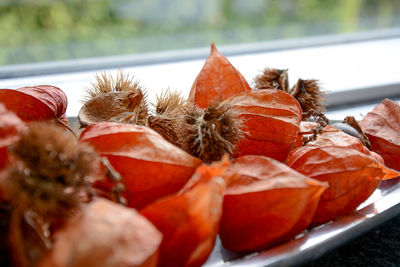 Close-up of orange fruits