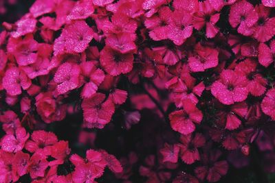 Close-up of pink rose flowers